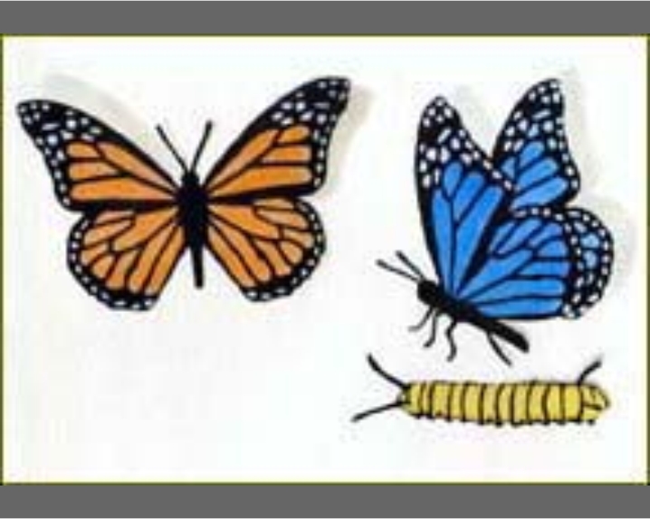 172 Butterflies
